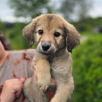 CT Butterfly avail Sep 5 (Petco- Dayville, CT) -  Great Pyrenees and Mixed Breed Dog for Adoption in Eastford, Connecticut - CT Butterfly Avail Sep 5 (Petco- Dayville, CT) | PetCurious