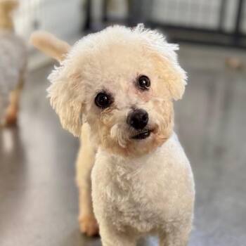Owen (D25-194) -  Bichon Frise Dog for Adoption in Peyton, Colorado - Owen (D25-194) | PetCurious