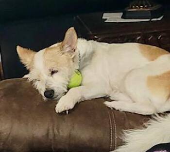 Munchkin -  Jack Russell Terrier Dog for Adoption in Tifton, Georgia - Munchkin | PetCurious