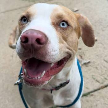 Lunchbox -  American Staffordshire Terrier Dog for Adoption in Grand Rapids, Michigan - Lunchbox | PetCurious