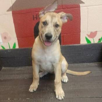 Blondie -  German Shepherd Dog and Mixed Breed Dog for Adoption in Hawthorne, California - Blondie | PetCurious