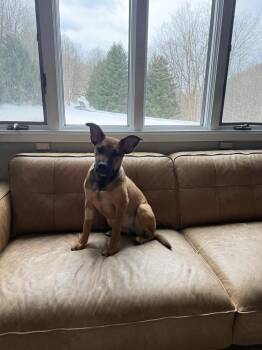 Pit Bull Terrier Dogs Available for Adoption - Lotto | PetCurious