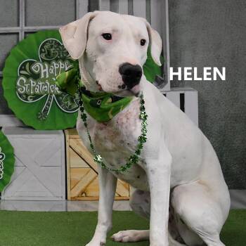 Great Dane and American Bulldog Dogs Available for Adoption in Scottsdale, Arizona - Helen | PetCurious