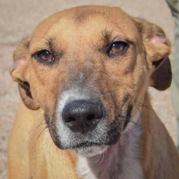Mikey -  Yellow Labrador Retriever and Rhodesian Ridgeback Dog for Adoption in Huntley, Illinois - Mikey | PetCurious
