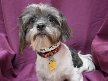 Dame -  Shih Tzu Dog for Adoption in Portland, Oregon - Dame | PetCurious