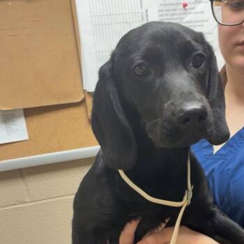 Mixed Breed Dogs Available for Adoption in Gadsden, Alabama - Cerise | PetCurious