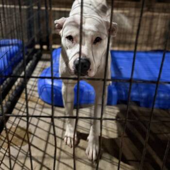 Dottie (Athena) -  Pit Bull Terrier Dog for Adoption in Fort Smith, Arkansas - Dottie (Athena) | PetCurious