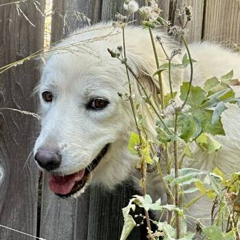 Rescue Great Pyrenees Dogs for Adoption in Richmond, California - HELEN | PetCurious