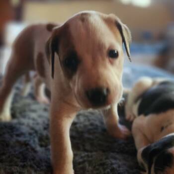 Rescue Mixed Breed Dogs for Adoption in Bartlett, Tennessee - Oakley (Formerly Kallie) | PetCurious