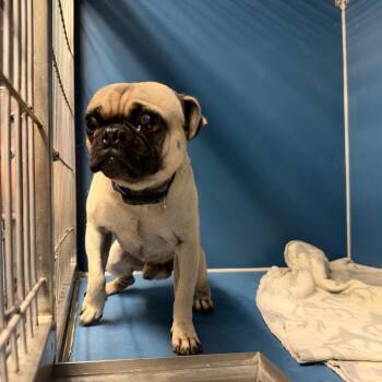Chester -  Pug Dog for Adoption in Yuma, Arizona - Chester | PetCurious