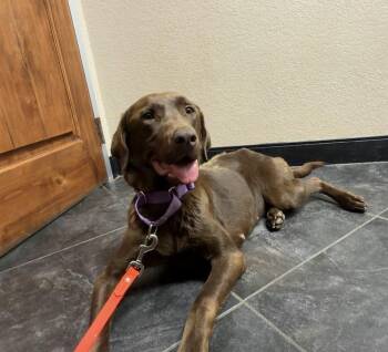 Harper -  Labrador Retriever Dog for Adoption in Denton, Texas - Harper | PetCurious