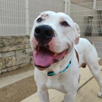 Joe Joe -  American Bulldog Dog for Adoption in Bentonville, Arkansas - Joe Joe | PetCurious