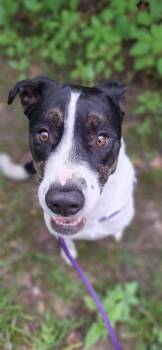 Rescue Border Collie and Labrador Retriever Dogs for Adoption in Saint Charles, Missouri - Gnocchi | PetCurious