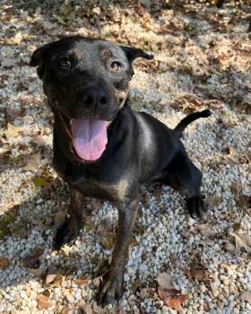 Rescue Doberman Pinscher Dogs for Adoption in Randleman, North Carolina - Lucy | PetCurious