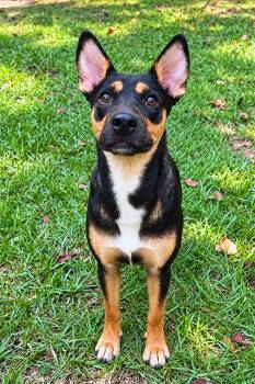 Coco -  Australian Kelpie Dog for Adoption in Glocester, Rhode Island - Coco | PetCurious