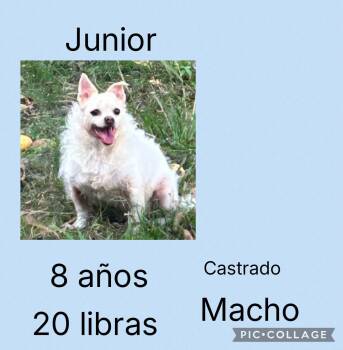 Mixed Breed Dogs Available for Adoption in San Juan, San Juan - Junior | PetCurious