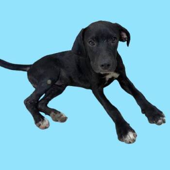 Coal -  Black Labrador Retriever Dog for Adoption in Tuscaloosa, Alabama - Coal | PetCurious