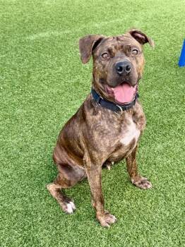 ALEXA -  Mixed Breed Dog for Adoption in Dallas, Texas - ALEXA | PetCurious