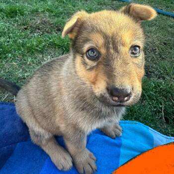 German Shepherd Dog Dogs Available for Adoption in Tulsa, Oklahoma - Butterfinger | PetCurious