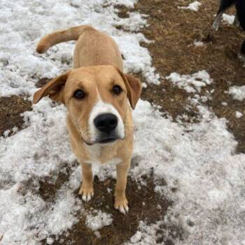 Mixed Breed Dogs Available for Adoption in Red Deer County, Alberta - Bandit | PetCurious