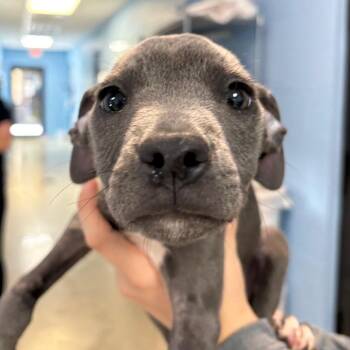 Marengo 3005 -  Mixed Breed Dog for Adoption in Loxahatchee Groves, Florida - Marengo 3005 | PetCurious