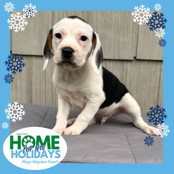 Rescue Boxer and Beagle Dogs for Adoption in Cincinnati, Ohio - Dustin | PetCurious