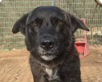 Jindo Dogs Available for Adoption - Berry | PetCurious