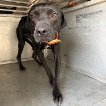 Luna Lovegood -  Labrador Retriever and Mixed Breed Dog for Adoption in Edinburg, Texas - Luna Lovegood | PetCurious