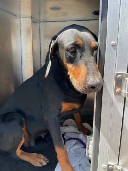 Rescue Doberman Pinscher Dogs for Adoption in Ontario, California - MAJESTY | PetCurious