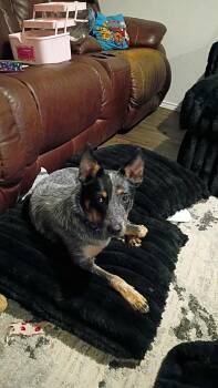 Rescue Australian Cattle Dog Blue Heeler Dogs for Adoption in Seguin, Texas - Bluey | PetCurious