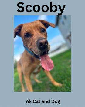 Scooby -  Pit Bull Terrier and Labrador Retriever Dog for Adoption in Wasilla, Alaska - Scooby | PetCurious