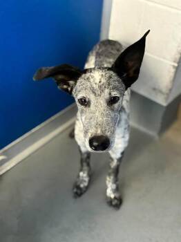 A256386 -  Australian Cattle Dog Blue Heeler and Mixed Breed Dog for Adoption in Visalia, California - A256386 | PetCurious