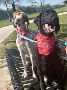 Goldendoodle Dogs Available for Adoption - Peaches & Waffles (bonded) | PetCurious