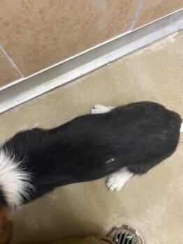 Mixed Breed Dogs Available for Adoption - Max | PetCurious