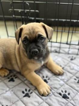 Chipotle -  Terrier and Bulldog Dog for Adoption in Burbank, California - Chipotle | PetCurious