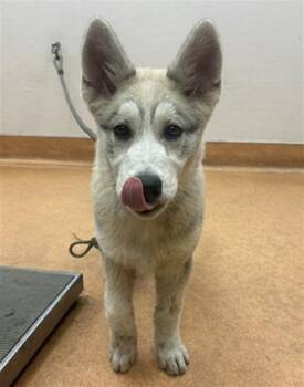 Siberian Husky Dogs Available for Adoption in Martinez, California - SILKY | PetCurious