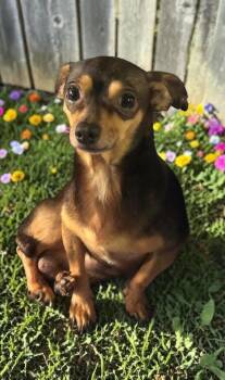 Chihuahua Dogs Available for Adoption in San Francisco, California - Sullivan | PetCurious