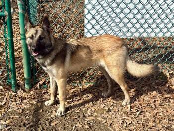 German Shepherd Dog Dogs Available for Adoption - Rosa | PetCurious