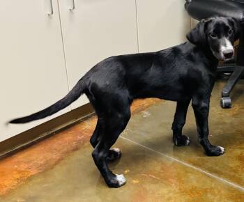 Guinness -  Labrador Retriever and Great Dane Dog for Adoption in Council Bluffs, Iowa - Guinness | PetCurious