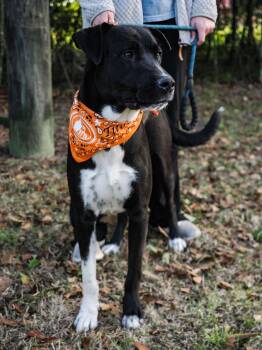 Rescue Great Dane and Black Labrador Retriever Dogs for Adoption in Enterprise, Alabama - Bo | PetCurious