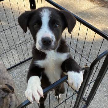 Australian Shepherd Dogs Available for Adoption - Sprout | PetCurious