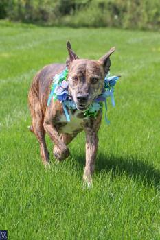 Rescue Plott Hound Dogs for Adoption in Walworth, New York - Kelli | PetCurious