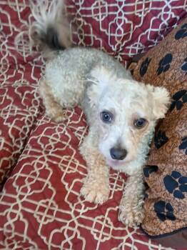 Scooter -  Poodle Dog for Adoption in Eastman, Georgia - Scooter | PetCurious