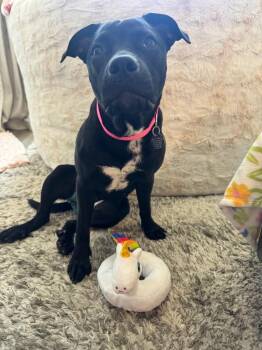 Barbara -  Pit Bull Terrier Dog for Adoption in Carson City, Nevada - Barbara | PetCurious