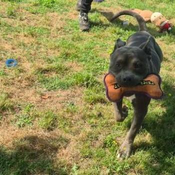 Huck -  American Bully Dog for Adoption in Dover, Arkansas - Huck | PetCurious