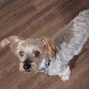 Ginger -  Shih Tzu Dog for Adoption in Mesquite, Nevada - Ginger | PetCurious