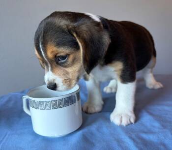 Chai - fostered in Omaha -  Beagle and Australian Shepherd Dog for Adoption in Overland Park, Kansas - Chai - Fostered In Omaha | PetCurious