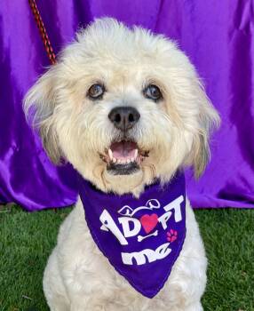 GIDGET -  Bichon Frise and Mixed Breed Dog for Adoption in Rowland Heights, California - GIDGET | PetCurious