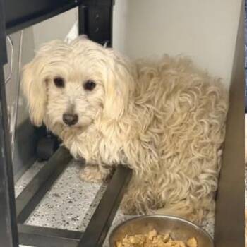 Poodle Dogs Available for Adoption - Nala | PetCurious