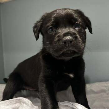 Mixed Breed Dogs Available for Adoption in Chattanooga, Tennessee - Vodka | PetCurious